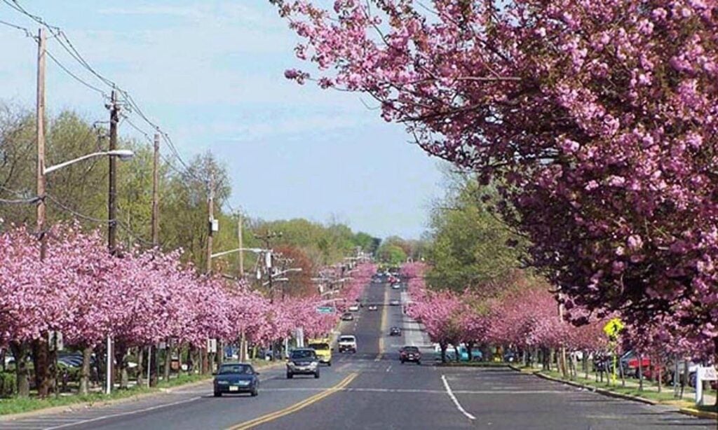 pink trees on a street in Cherry Hill NJ where we clean homes